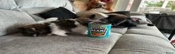 Pomeranian dogs for sale: True Tiny pomeranians teddy bear faced*ready now * - Advert 26