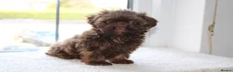 Shihpoo dogs for sale: Chocolate shihpoo’s  - Advert 26