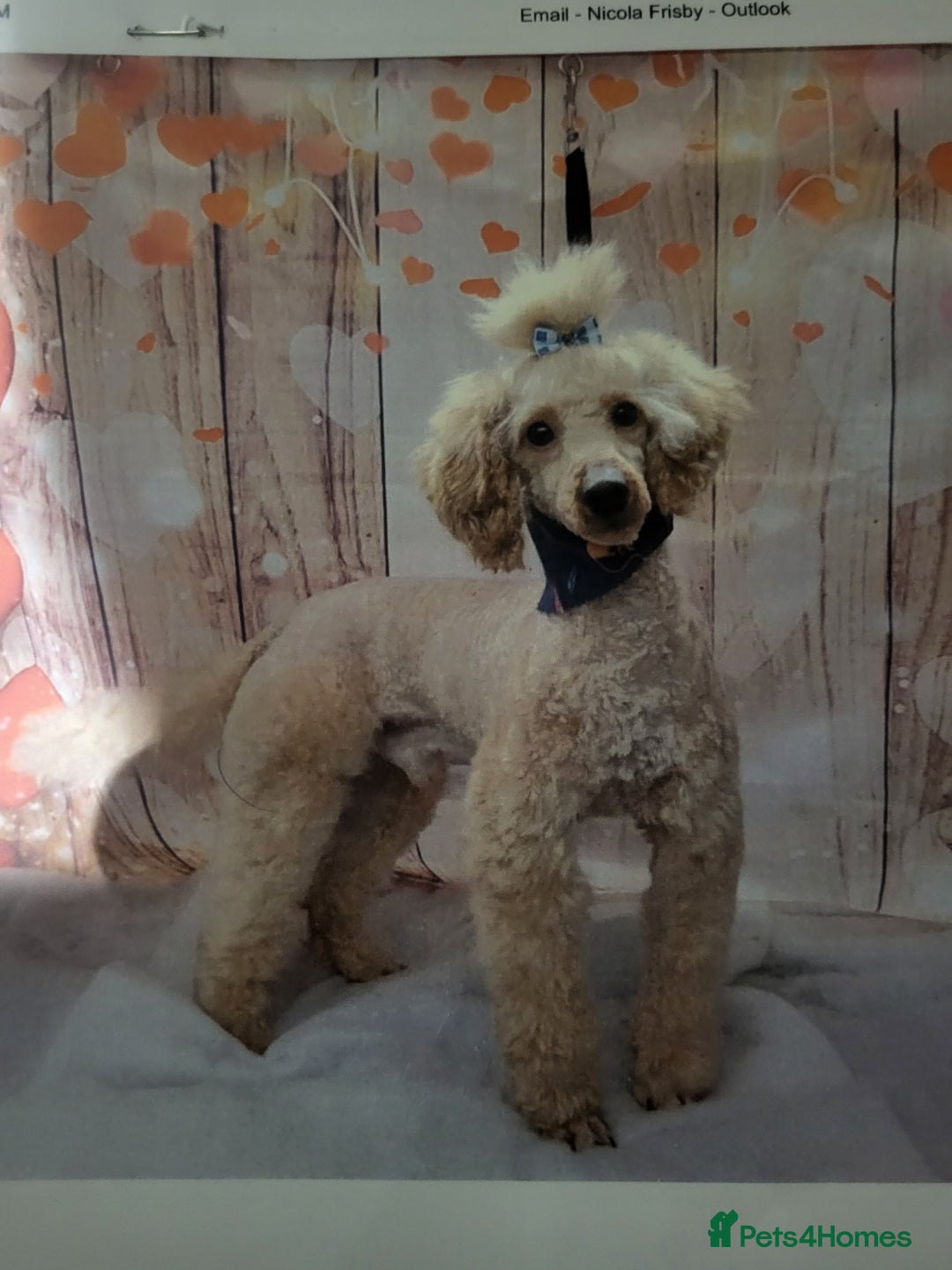 Mixed Breed dogs for sale: Toy poddle - Advert 2