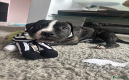 Cane Corso dogs for sale: Cane corso puppies - Image 13