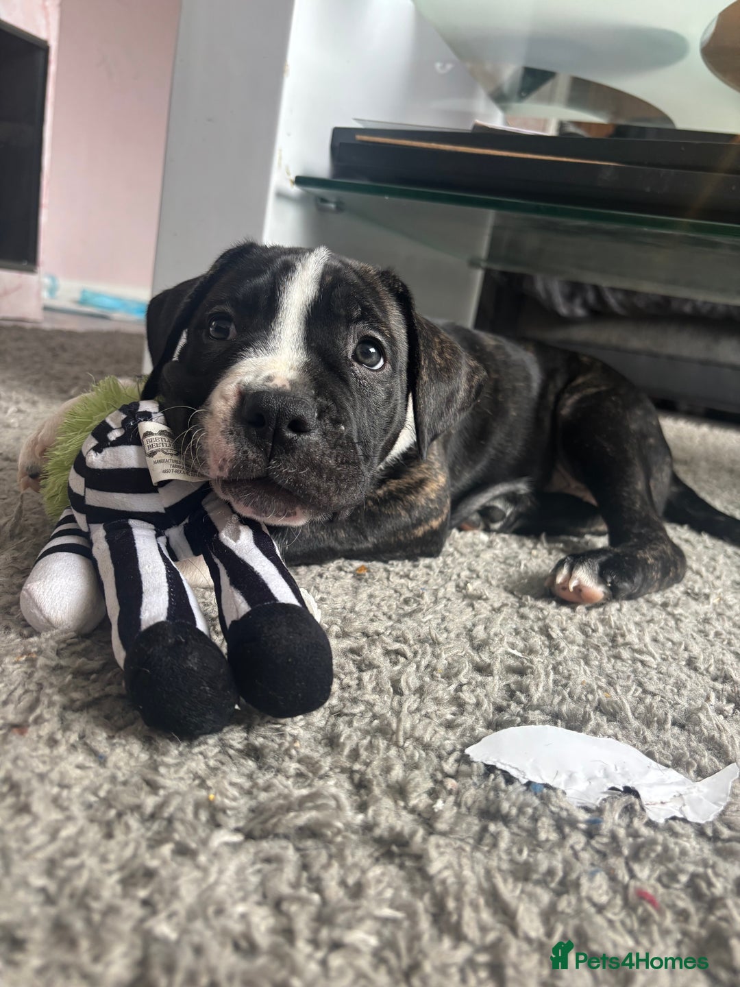 Cane Corso dogs for sale: Cane corso puppies - Image 13