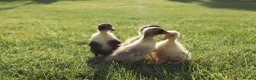 Ducks poultry for sale: Day old runner ducklings for sale  - Advert 2