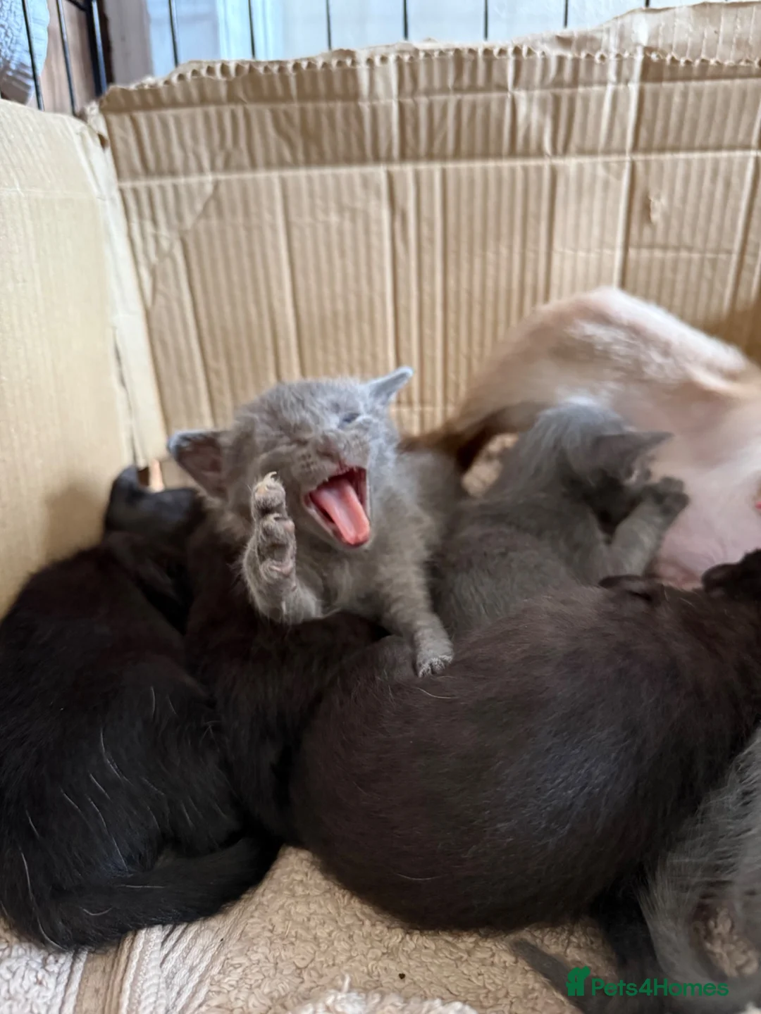 Mixed Breed cats for sale: Half Siamese beautiful kittens  - Advert 2