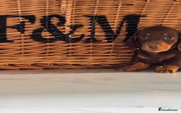 Miniature Dachshund dogs for sale: Mini Dachshund Puppy for Sale  - Image 2