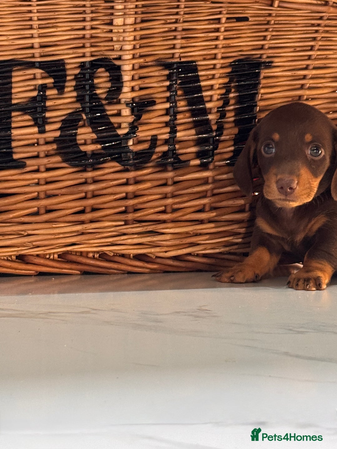 Miniature Dachshund dogs for sale: Mini Dachshund Puppy for Sale  - Image 2