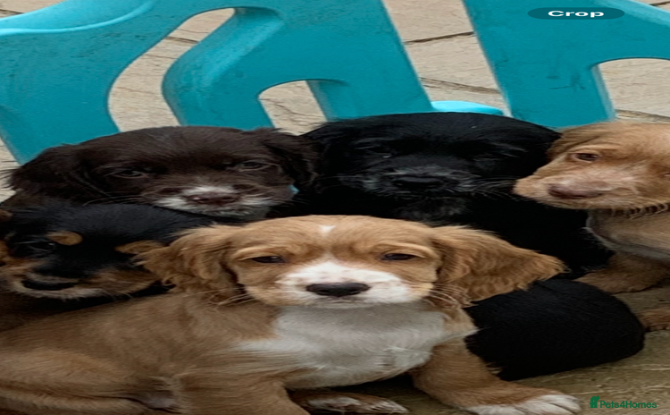 Cocker Spaniel dogs - Advert 14