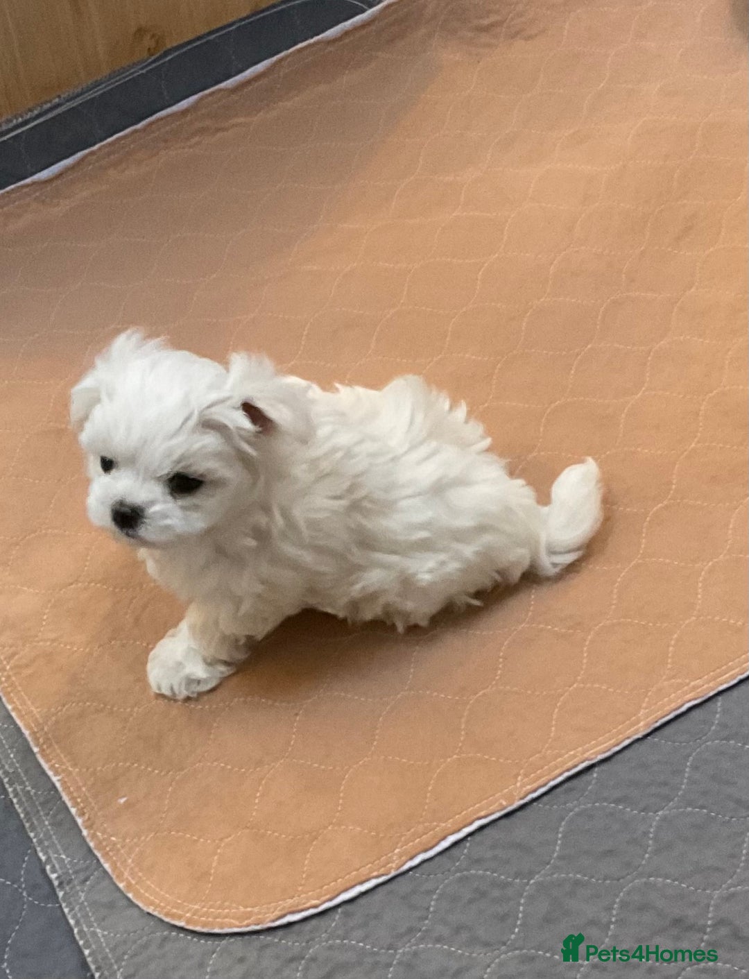 Maltese dogs for sale: Maltese puppies Kc registered  - Advert 5
