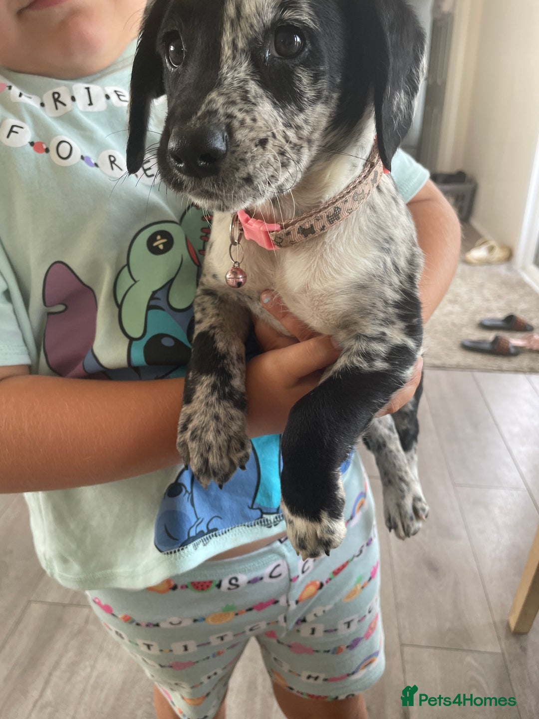 Cockerdor dogs for sale: Beautiful cockador puppys for sale  - Image 11