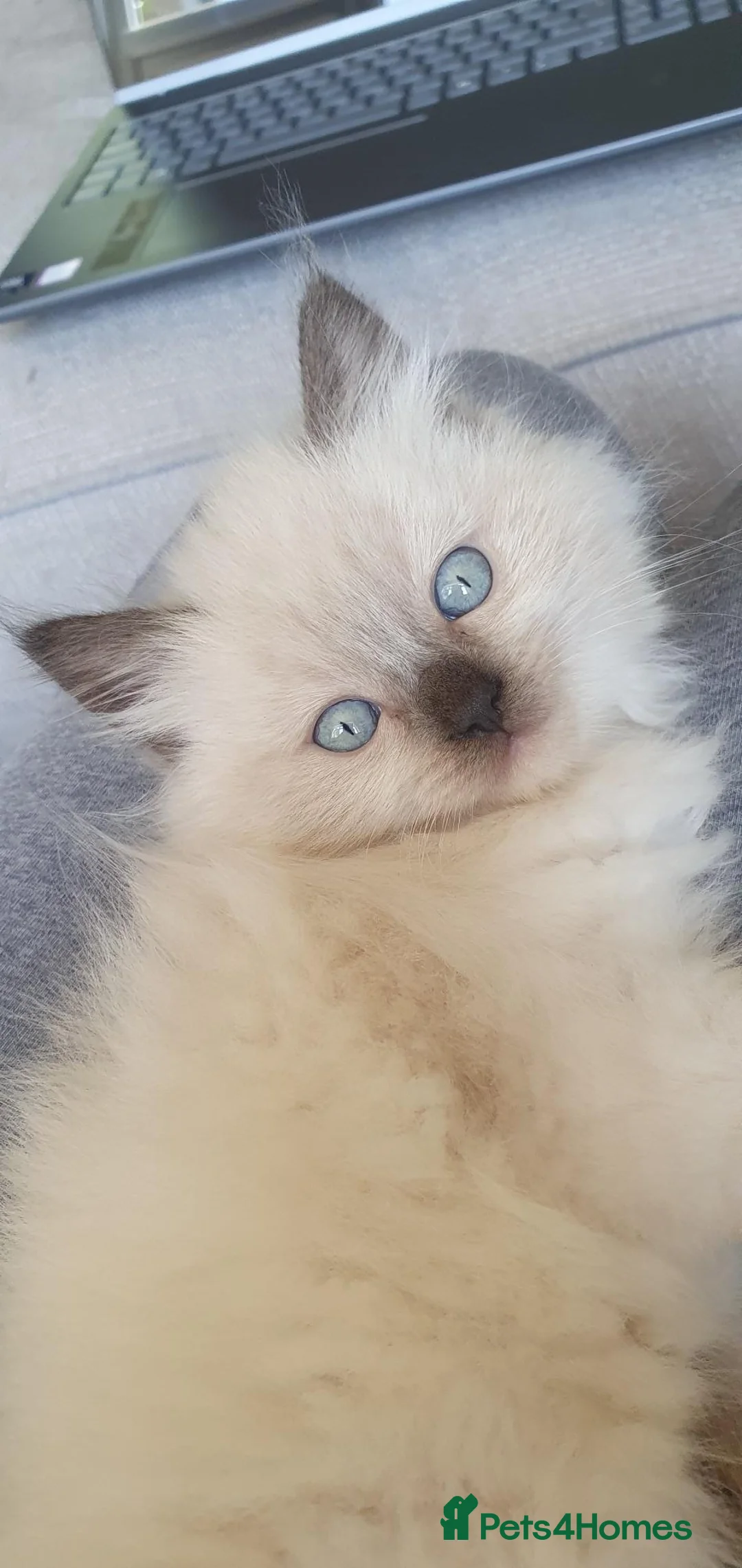 Ragdoll cats for sale: Ragdoll kittens - Advert 1