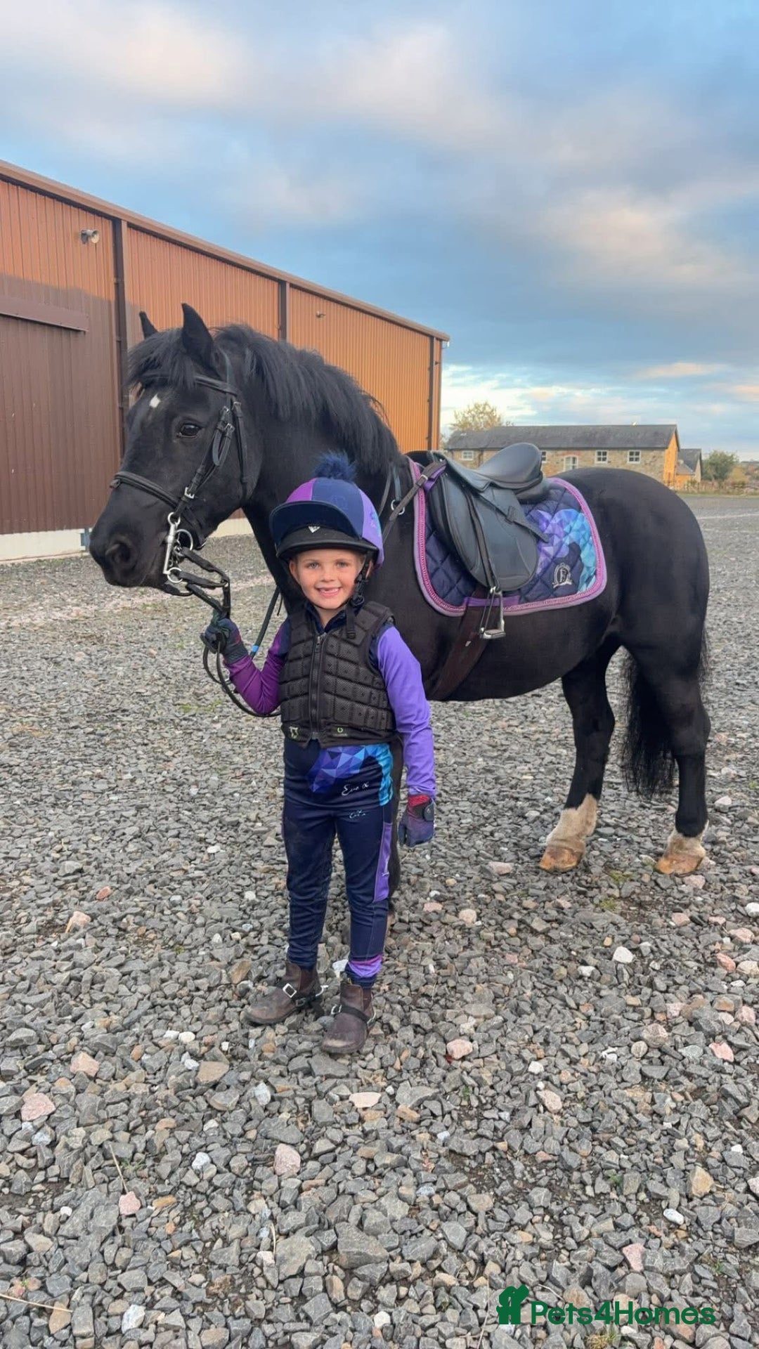 Riding pony horses for sale: 12.2hh All rounder pony  - Image 1