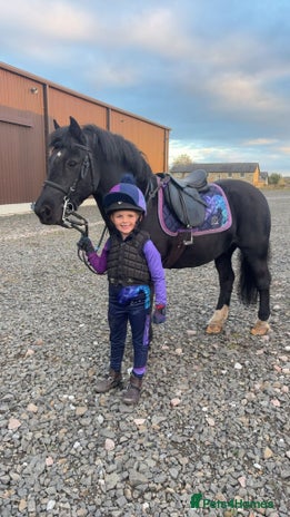 Riding pony horses - Advert 1