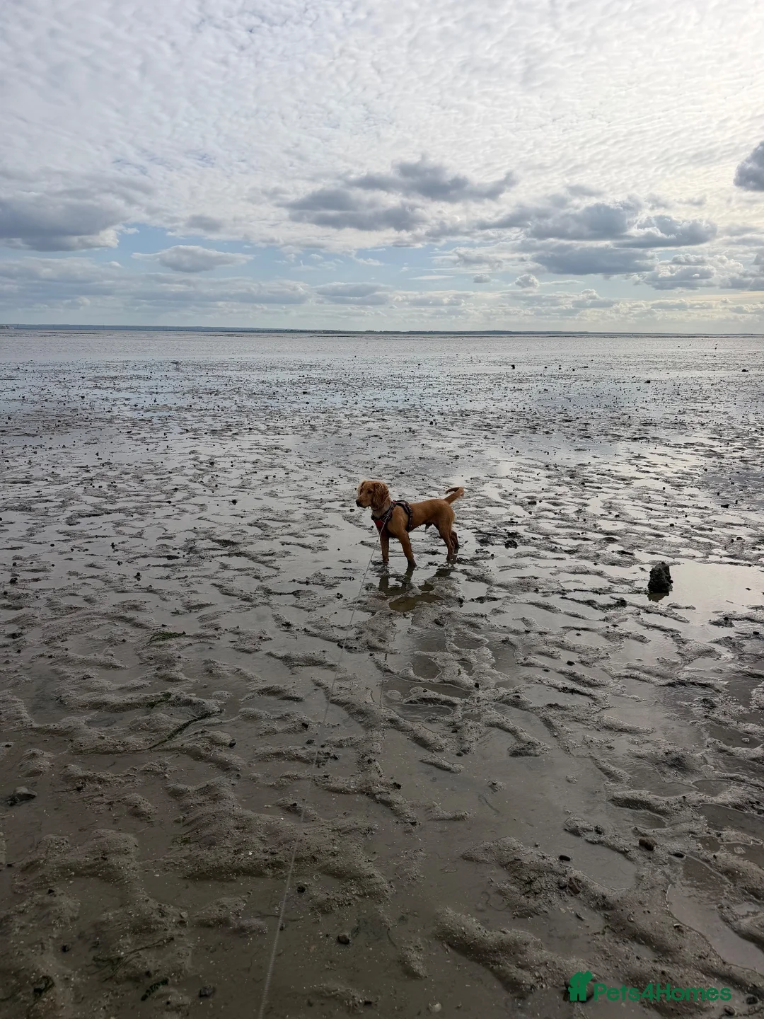 Cocker Spaniel dogs for sale: Cocker Spaniel - 10month old - Advert 2
