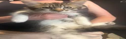British Longhair cats for sale: adorable British longhair/domestic longhair kitten - Advert 8