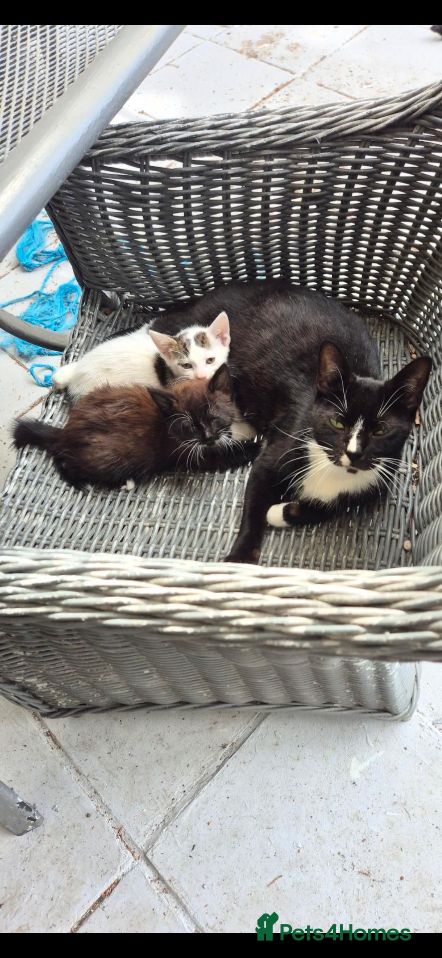 British Shorthair cats 2 gorgeous girl kittens for sale  - Advert 1