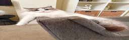 Ragdoll cats for sale: Gorgeous Tica registered Ragdoll  kittens - Advert 17
