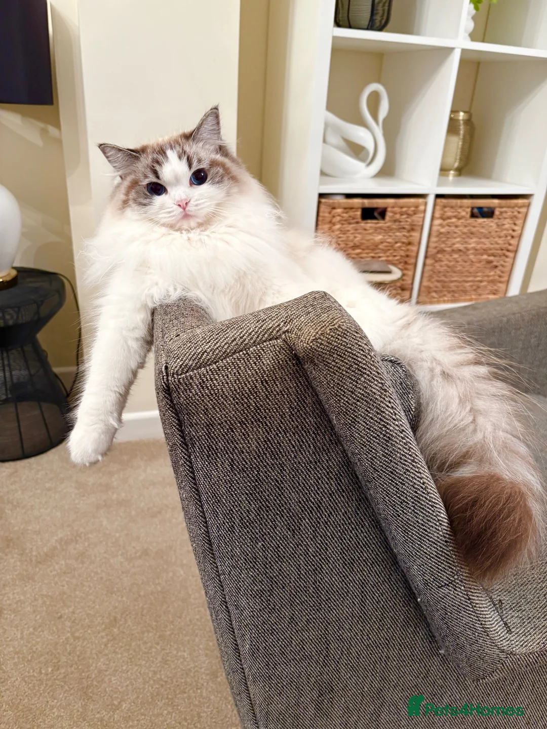 Ragdoll cats for sale: Gorgeous Tica registered Ragdoll  kittens - Advert 17