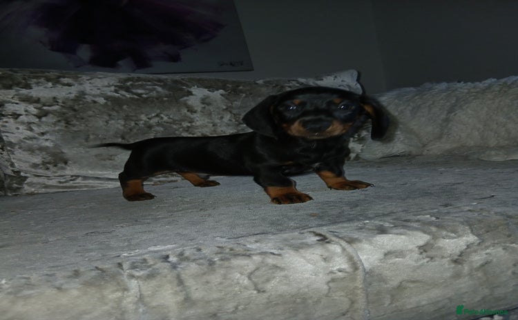 Dachshund dogs - Advert 6