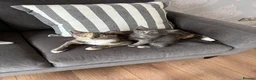 Domestic Shorthair cats for sale: Beautiful grey kittens available now - Advert 19