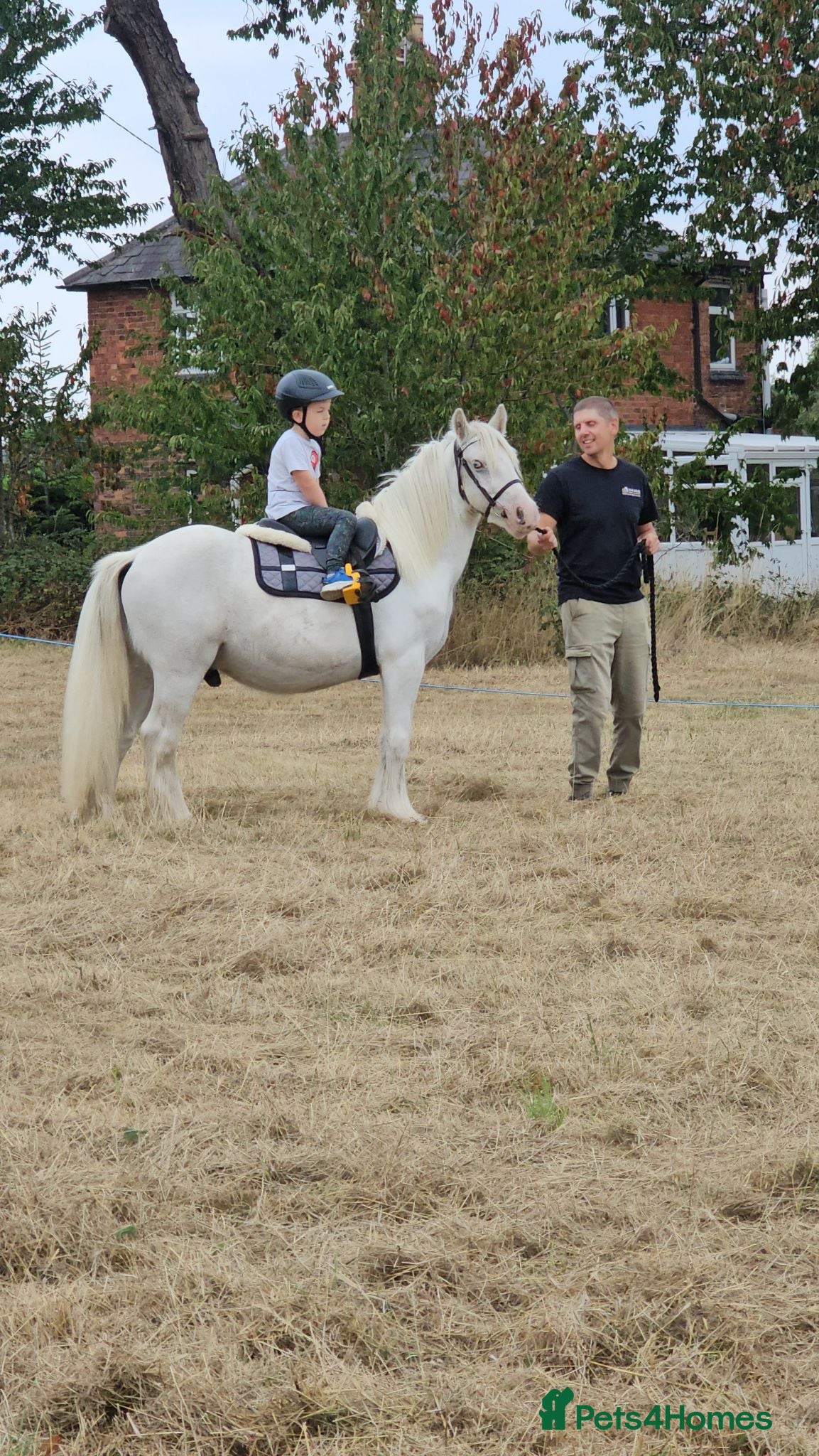 Irish Cob horses For loan kind natured cob gelding 12.3hh - Advert 5