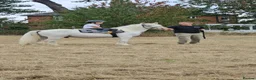 Irish Cob horses for sale: For loan kind natured cob gelding 12.3hh - Advert 1