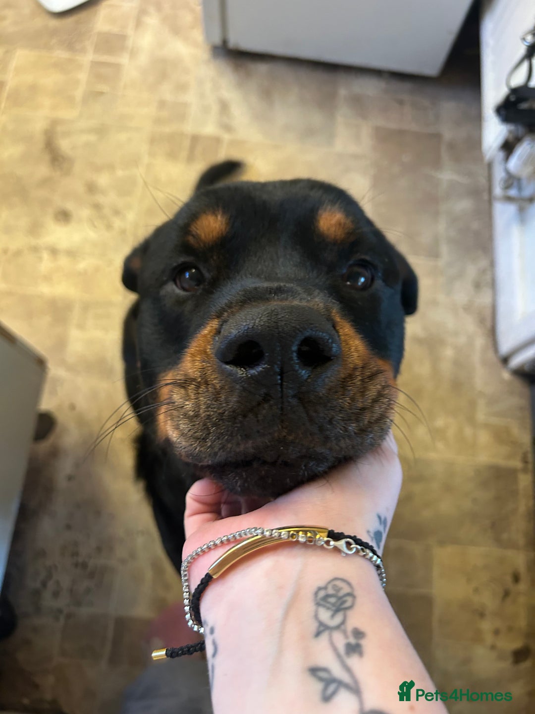 Rottweiler dogs for sale: Chop the Rottweiler  - Advert 6