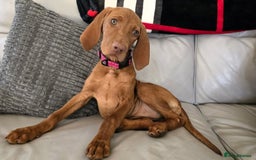 Hungarian Vizsla dogs for sale: Hungarian Vizsla Puppies - Image 4