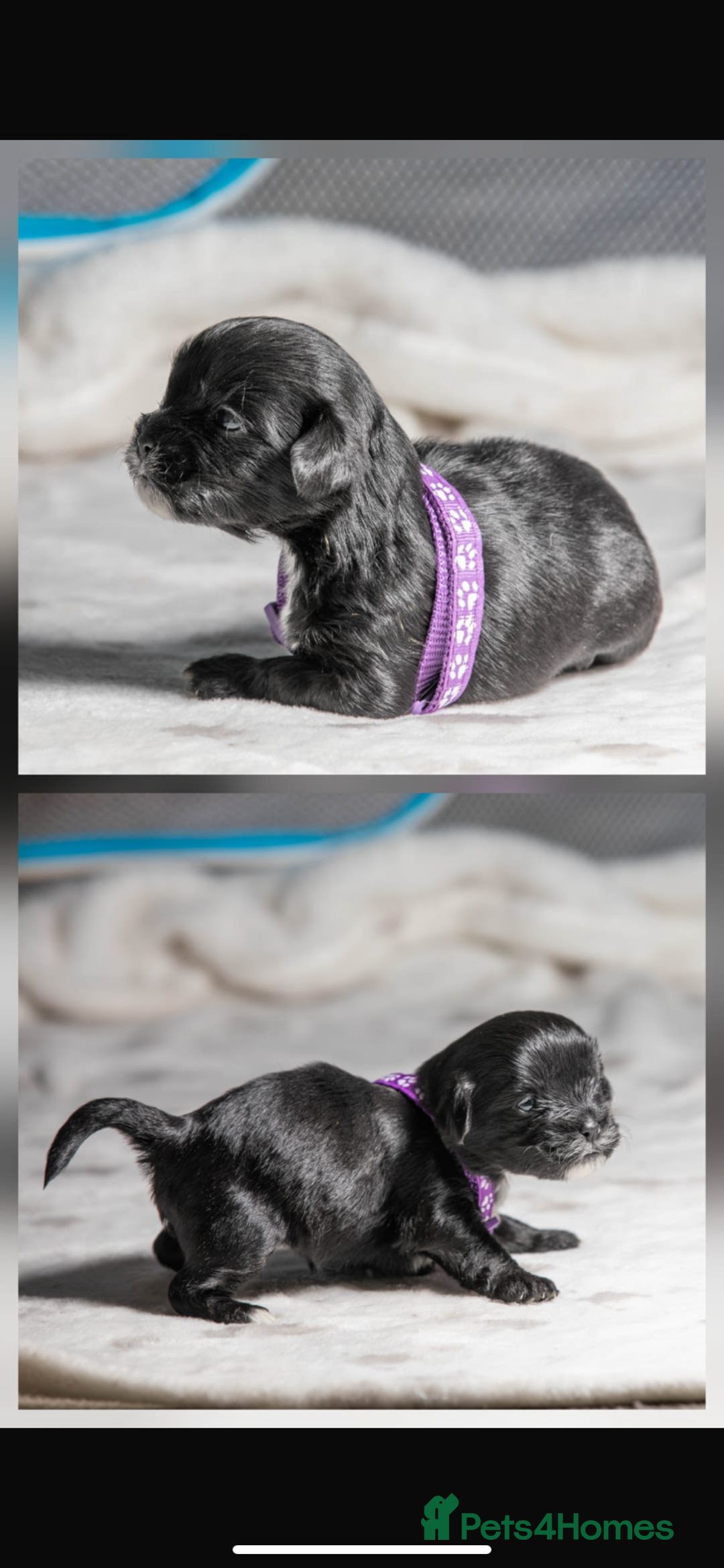 Mixed Breed dogs for sale: 6 Gorgeous Shorkie’s ready 20/12/025 - Advert 5