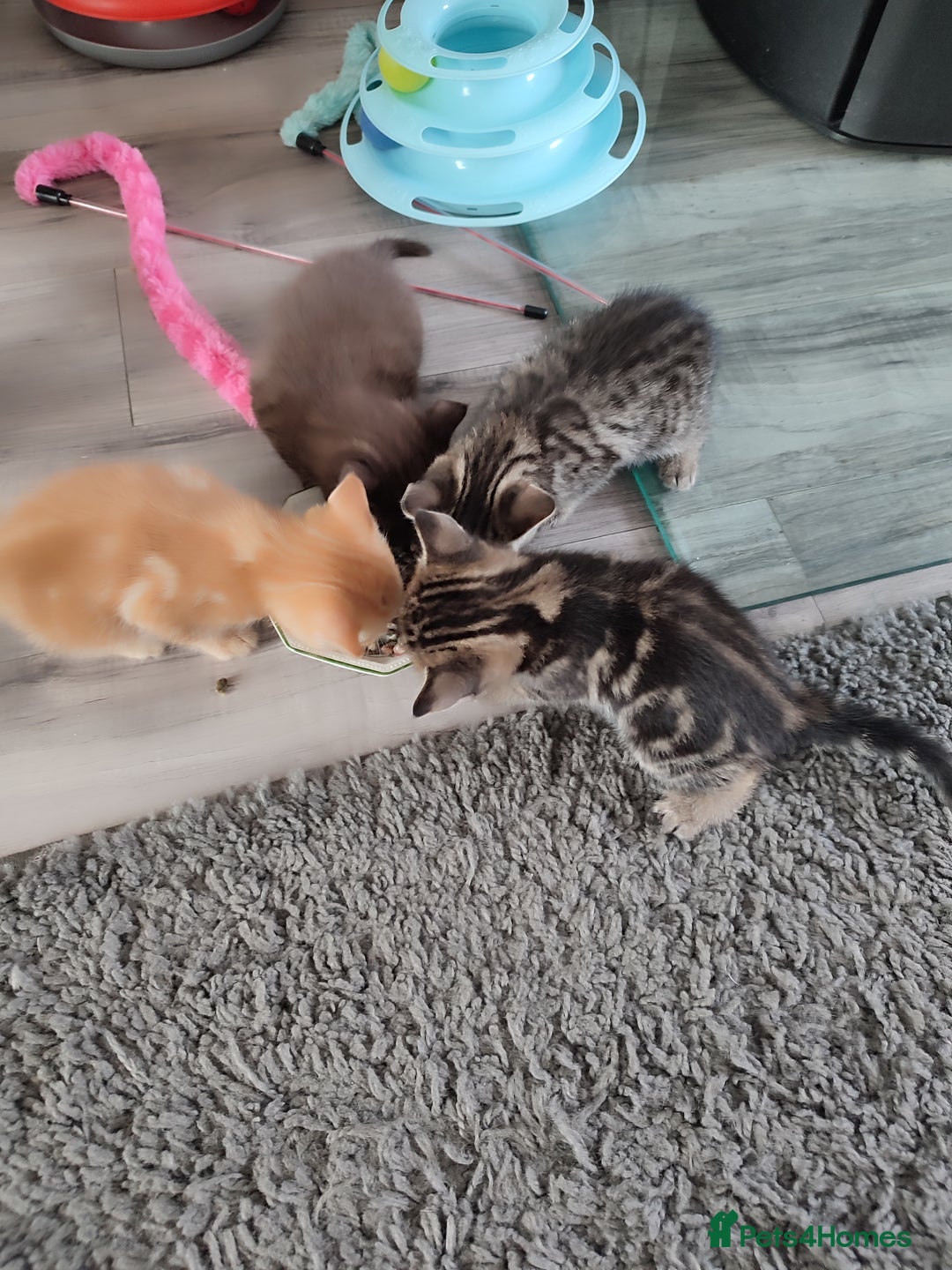 Mixed Breed cats for sale: Male kitten - Image 3