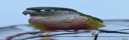 Conures birds for sale: yellow sided green checked conure - Advert 2