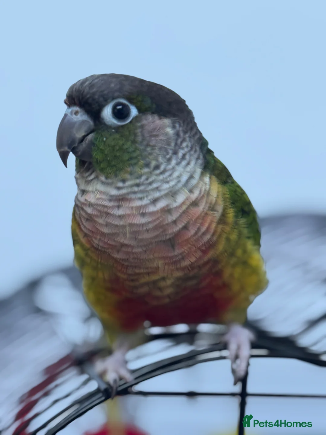 Conures birds for sale: yellow sided green checked conure - Advert 2