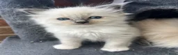 Ragdoll cats for sale: Beautiful GCCF Lilac/Blue Mitted kittens 🥇🐾 - Advert 5