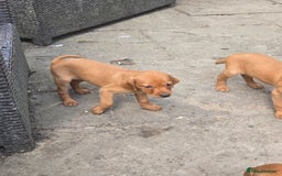 Labrador Retriever dogs for sale: Last Beautiful Fox Red KC Reg Lab Pups READY NOW - Image 20
