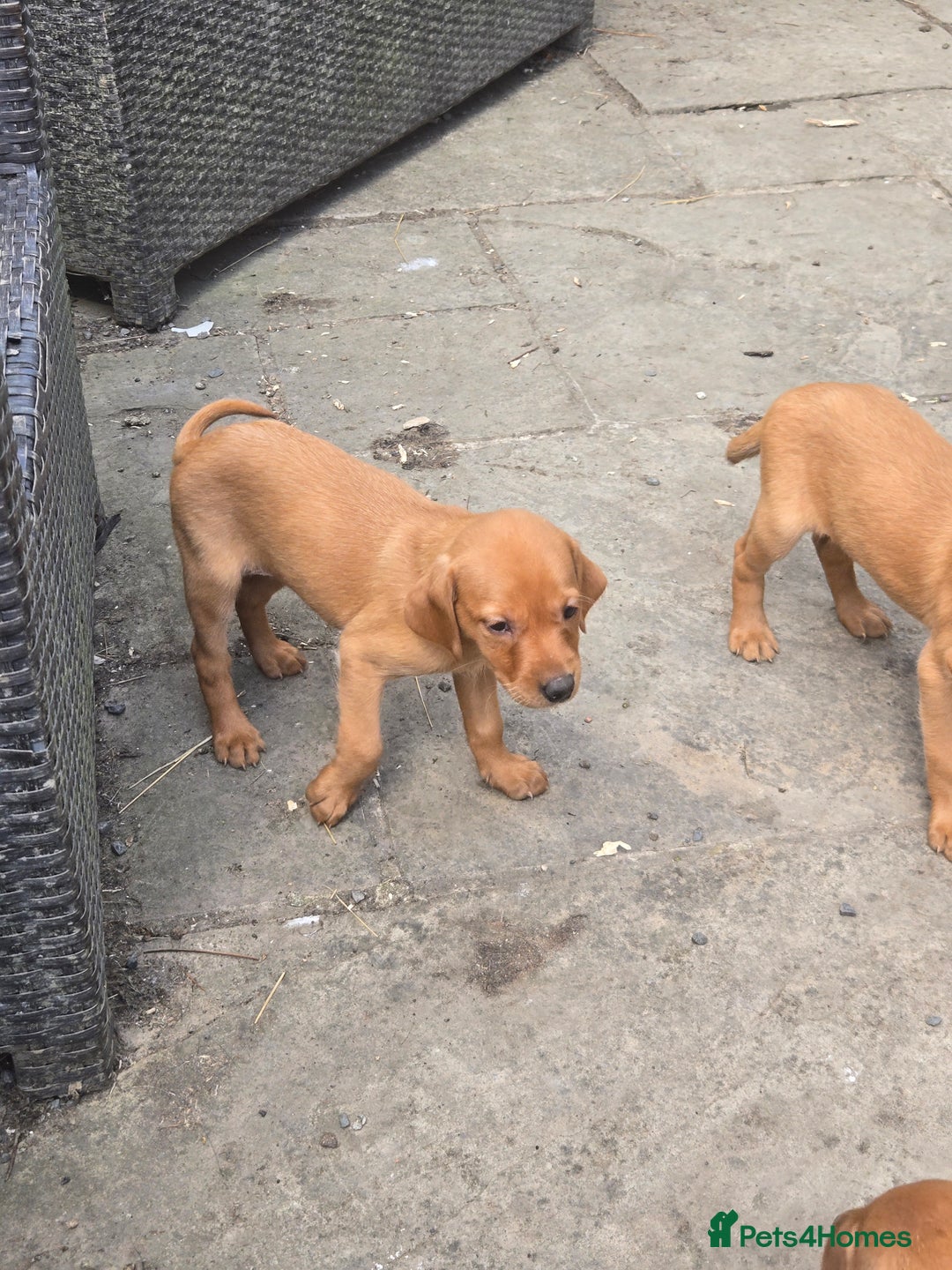 Labrador Retriever dogs for sale: Last Beautiful Fox Red KC Reg Lab Pups READY NOW - Image 20