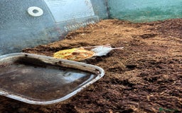Frog reptiles for sale: Female Pac-Man frog - Image 4