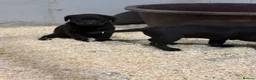 Labrador Retriever dogs for sale: 8 Working Black Labrador Puppies - Advert 7