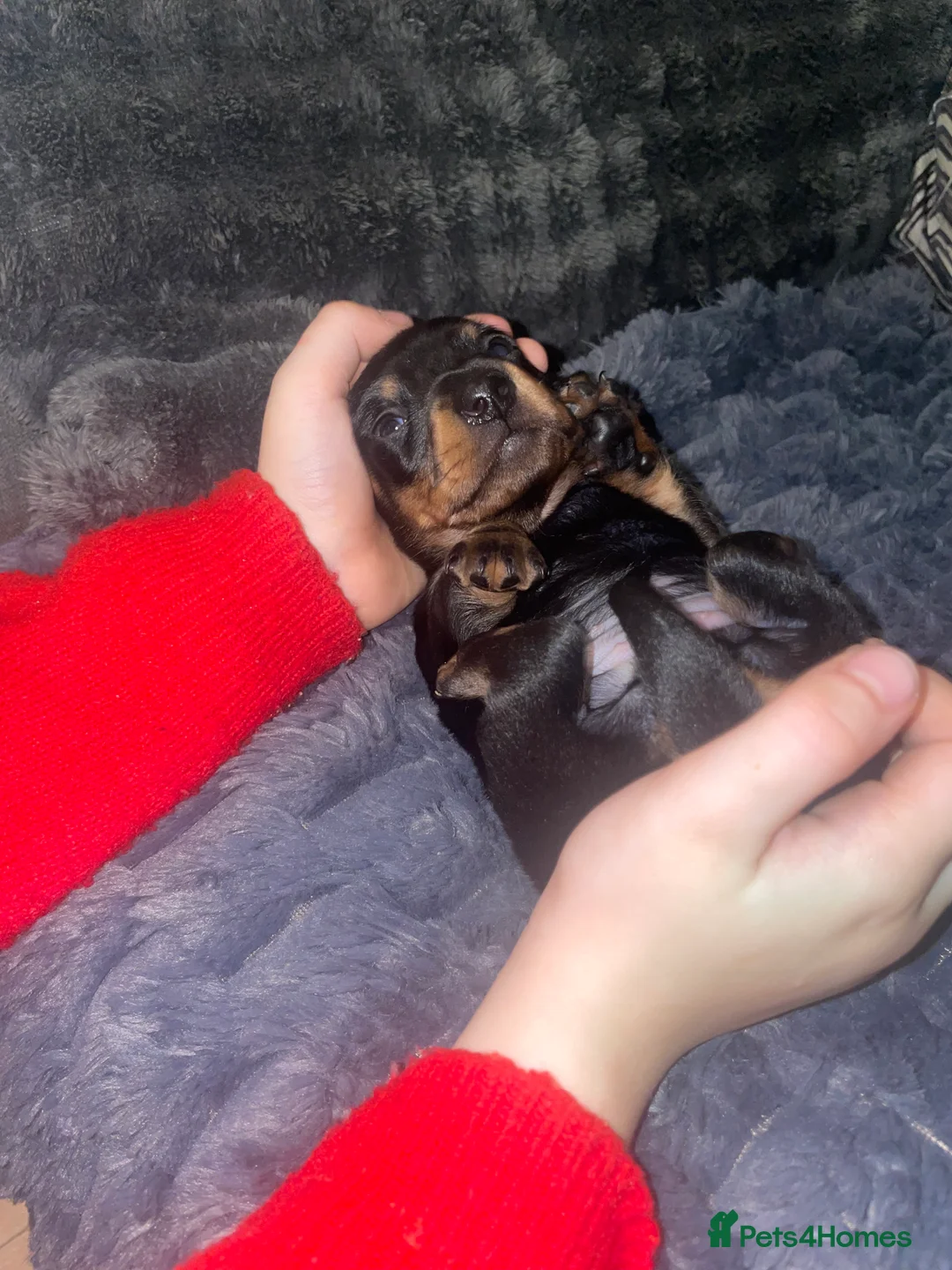 Miniature Dachshund dogs for sale: 4 female miniature dachshunds. - Advert 13