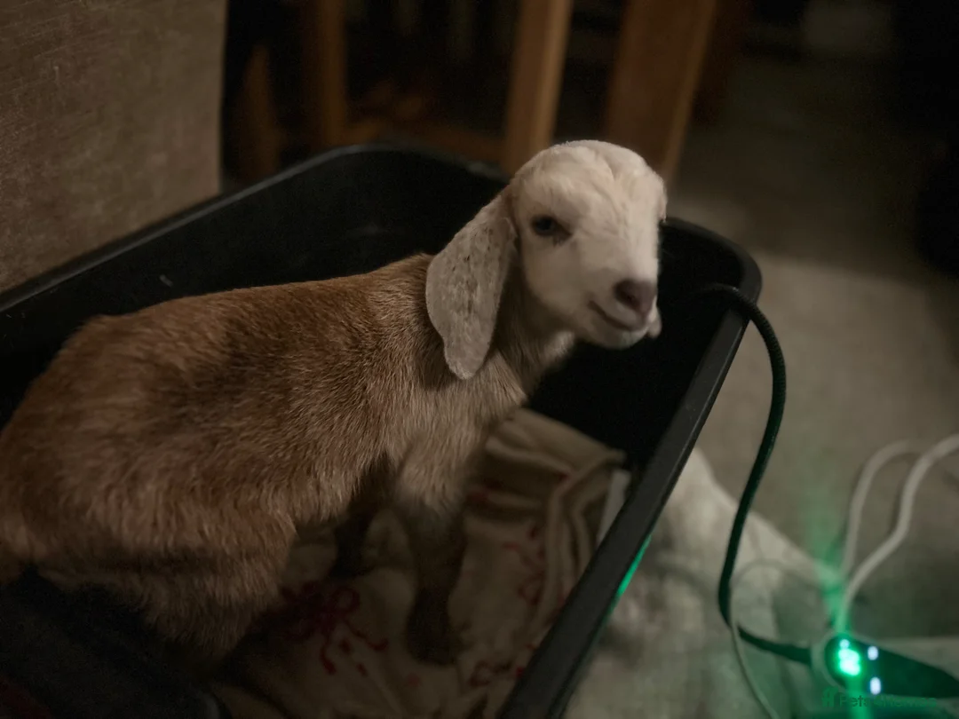 Goats livestock for sale: Bambi - Advert 1