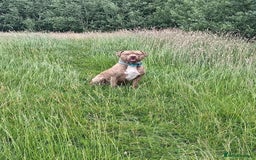 Staffordshire Bull Terrier dogs for sale: Staffordshire bull terrier for rehoming  - Image 7