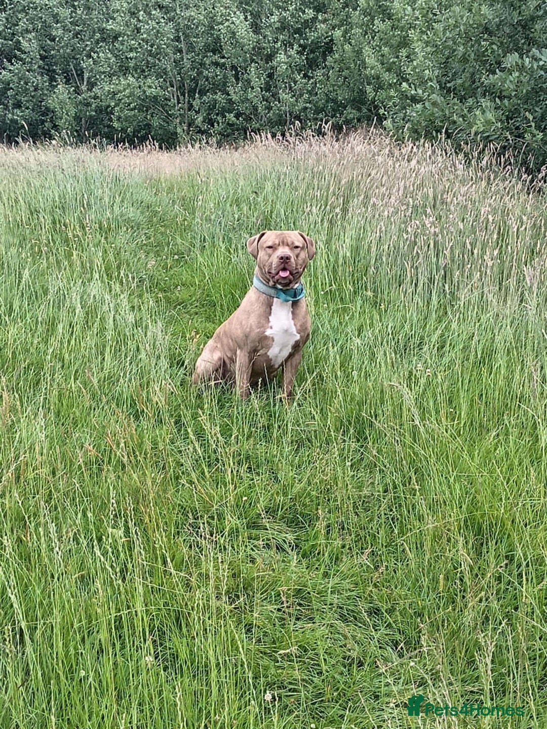 Staffordshire Bull Terrier dogs for sale: Staffordshire bull terrier for rehoming  - Image 7