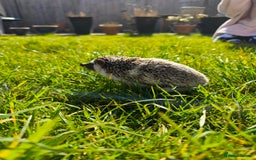 Pygmy Hedgehog rodents for sale: African pygmy hedgehog and set up - Image 3