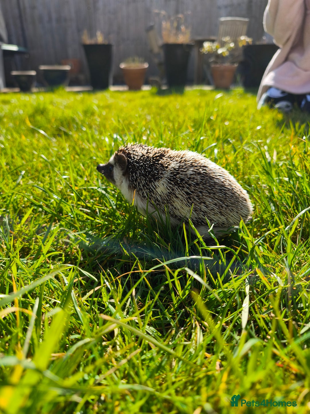 Pygmy Hedgehog rodents for sale: African pygmy hedgehog and set up - Image 3