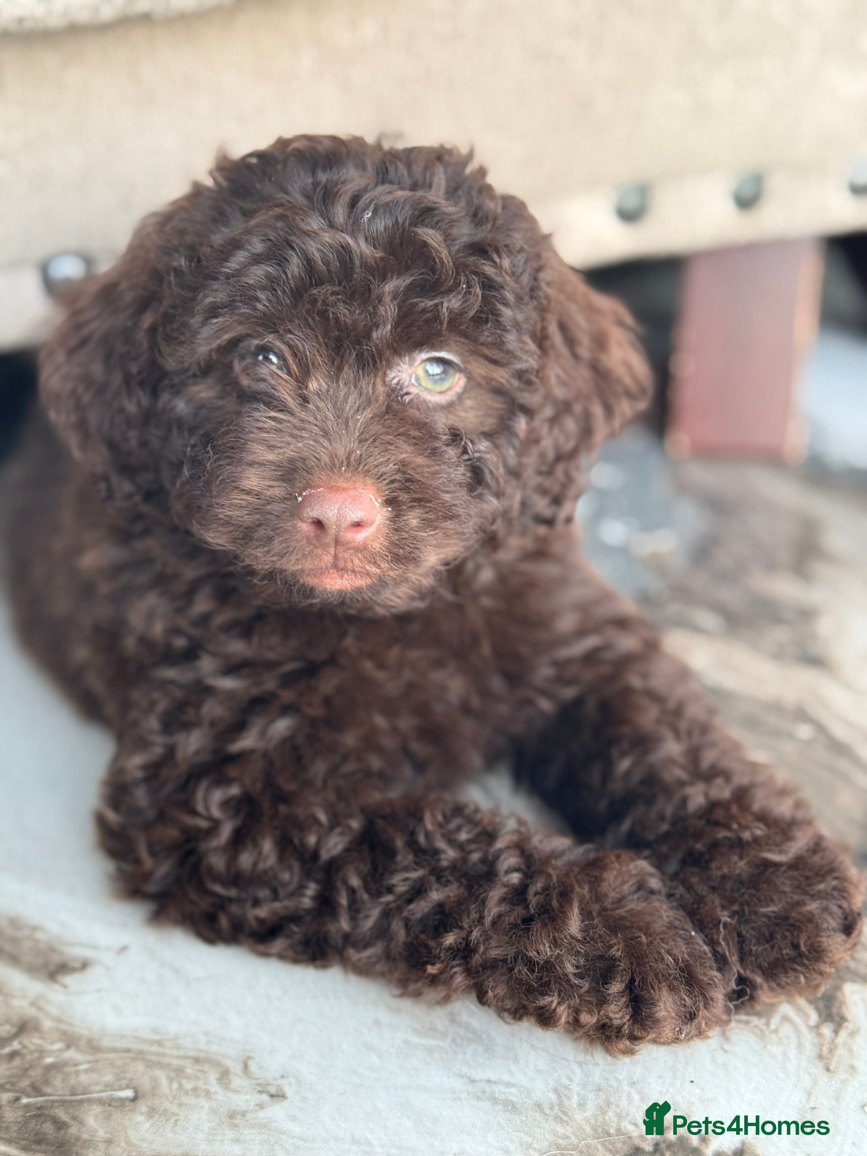 Aussiedoodle dogs MINIATURE Aussiedoodle Puppies ⭐️ - Advert 1