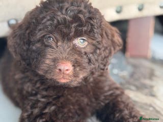 Aussiedoodle dogs MINIATURE Aussiedoodle Puppies ⭐️ - Advert 8