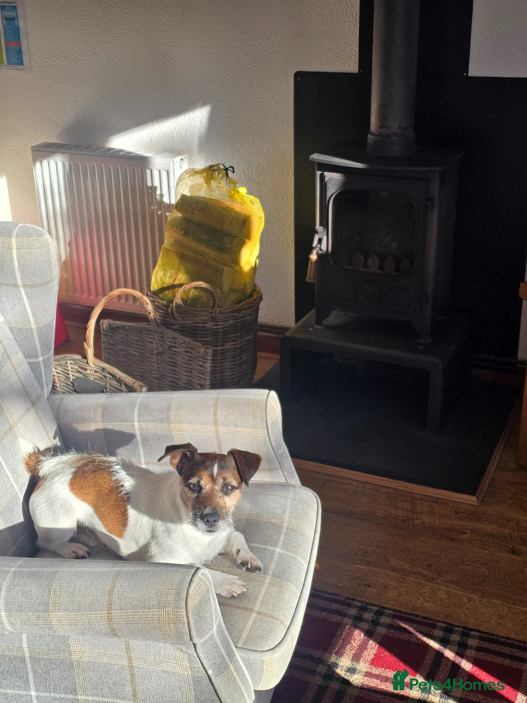 Jack Russell dogs for stud: Dog Breed in Bristol - Advert 2