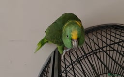 Parrots birds for sale: Tame Female Yellow Naped Amazon - Image 3