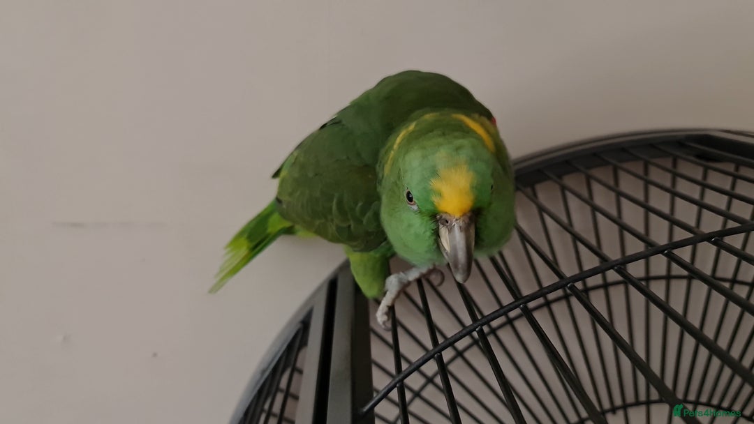 Parrots birds for sale: Tame Female Yellow Naped Amazon - Image 3
