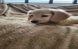 Dachshund dogs for sale: Miniature dachshunds - Image 34