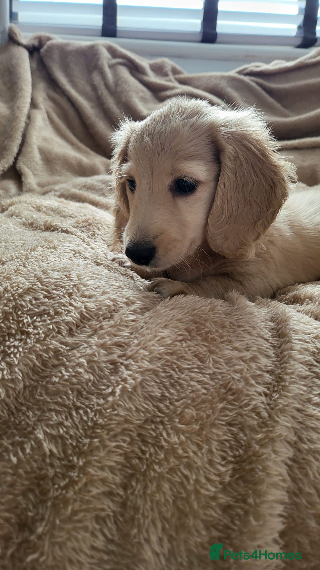 Dachshund dogs for sale: Miniature dachshunds - Image 34