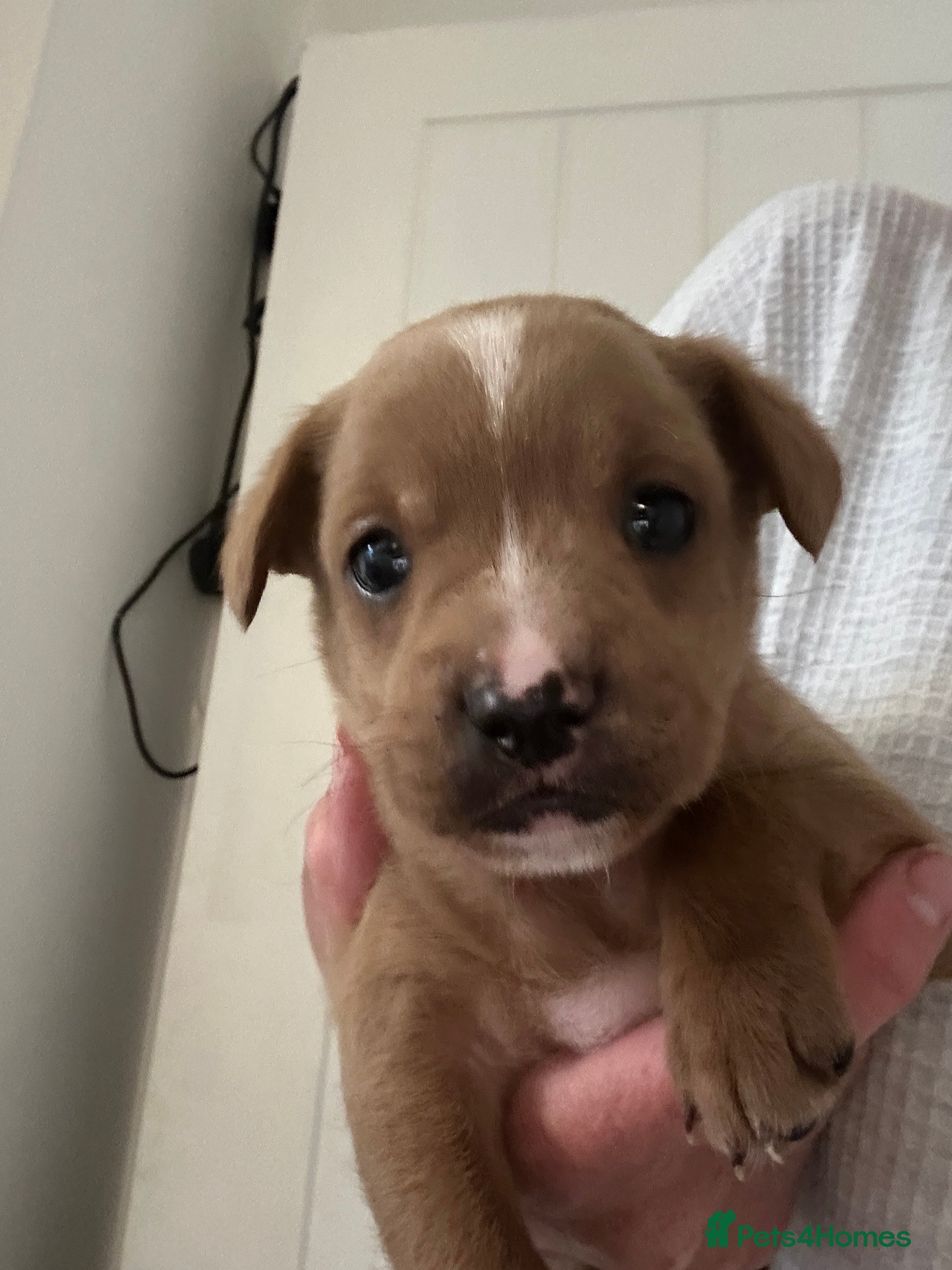 Mixed Breed dogs French bulldog x cavapoo puppy available  - Advert 3