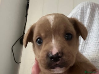 Mixed Breed dogs French bulldog x cavapoo puppy available - Advert 3